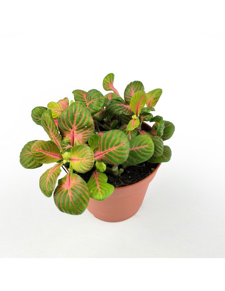 Fittonia