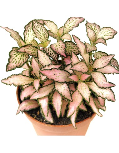 Fitònia
