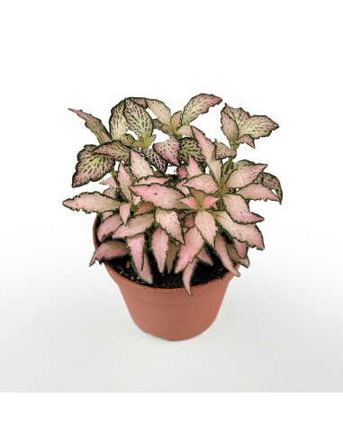 Fittonia