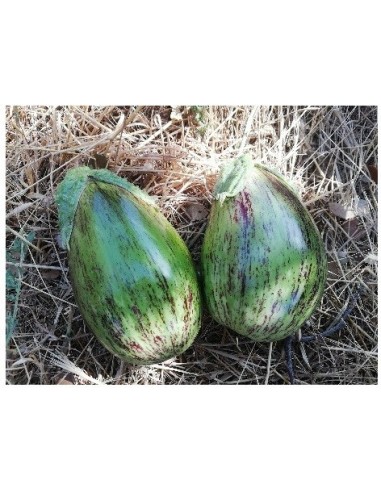 Semilla tomate colgar Mallorquín (ecológico)