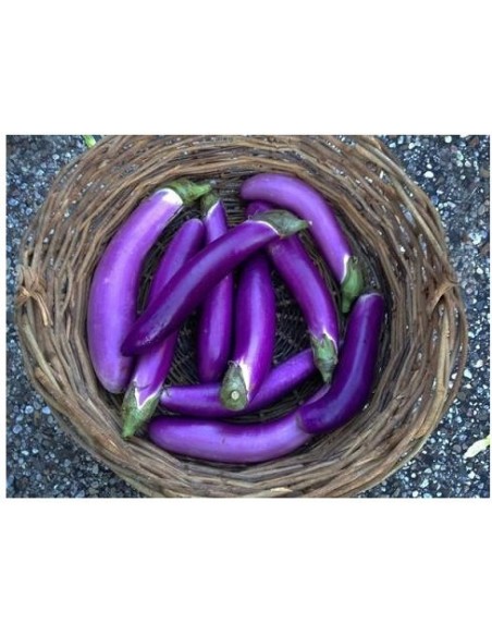 Graines de chou Espigall (bio)