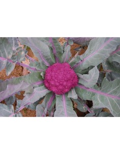 Graines de chou Espigall (bio)