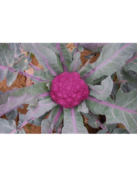 Graines de chou Espigall (bio)