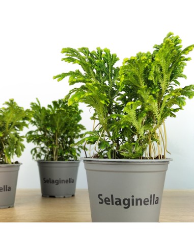 Selaginella Jori (test 8 cm ø)
