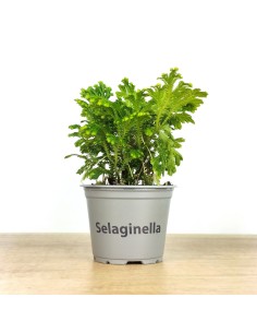 Selaginella Jori (maceta 8 cm ø)