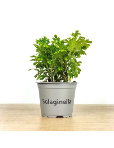Selaginella Jori (maceta 8 cm ø)