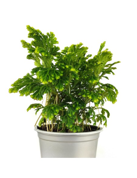 Selaginella Jori (test 8 cm ø)