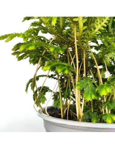 Selaginella Jori (maceta 8 cm ø)