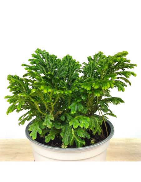 Selaginella Jori (maceta 8 cm ø)