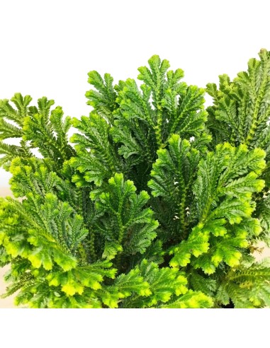 Selaginella Jori (maceta 8 cm ø)