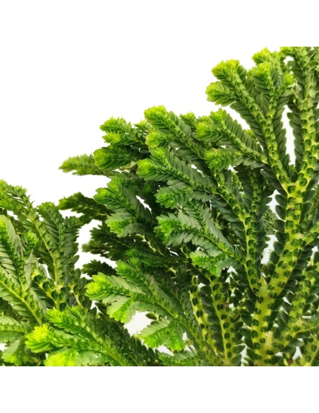 Selaginella Jori (test 8 cm ø)