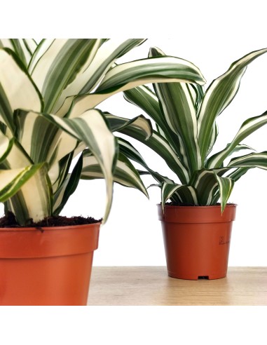 Dracena White Jewel (maceta 12 cm Ø)