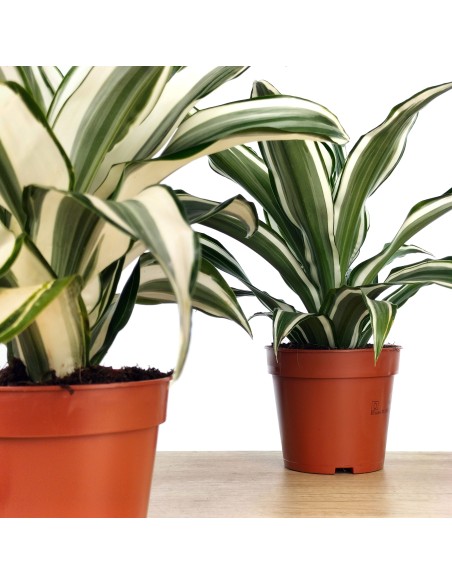 Dracena White Jewel (maceta 12 cm Ø)