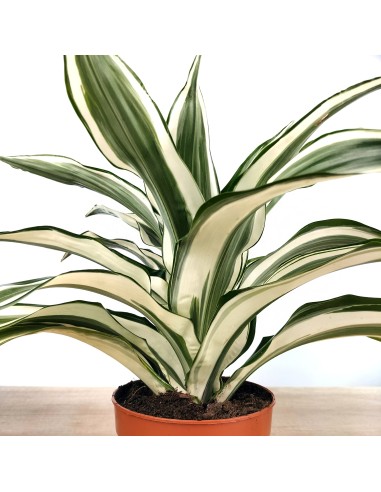 Dracena White Jewel (maceta 12 cm Ø)