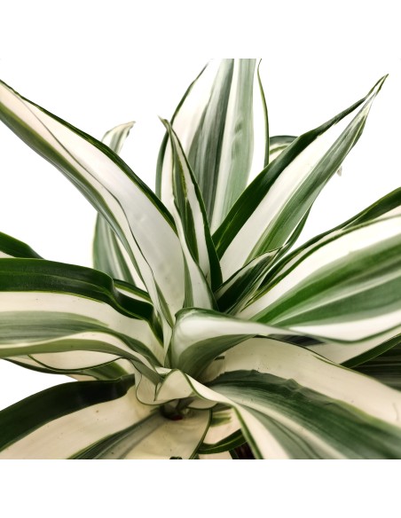 Dracena White Jewel (maceta 12 cm Ø)