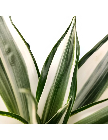 Dracena White Jewel (maceta 12 cm Ø)