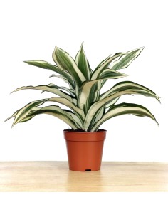Dracena White Jewel (maceta 12 cm Ø) 2