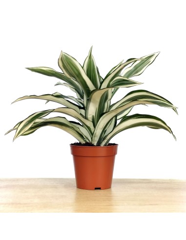 Dracena White Jewel (maceta 12 cm Ø)