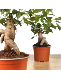 Ficus ginseng (maceta 8 cm Ø) 2