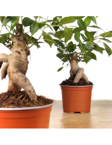 Ficus ginseng (test 8 cm Ø)