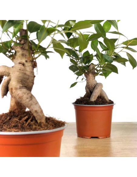 Ficus ginseng (test 8 cm Ø)