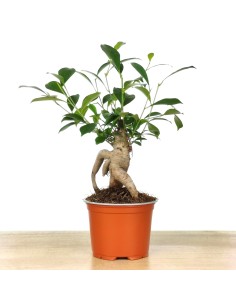 Ficus Ginseng (pot 8 cm Ø).