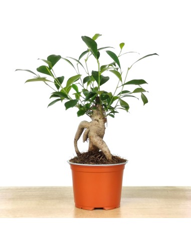 Ficus Ginseng (pot 8 cm Ø).