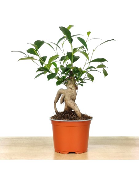 Ficus Ginseng (pot 8 cm Ø).