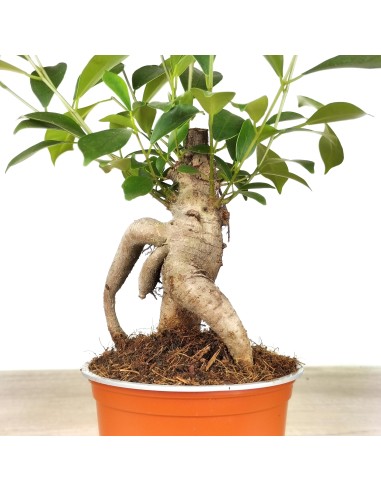 Ficus ginseng (test 8 cm Ø)