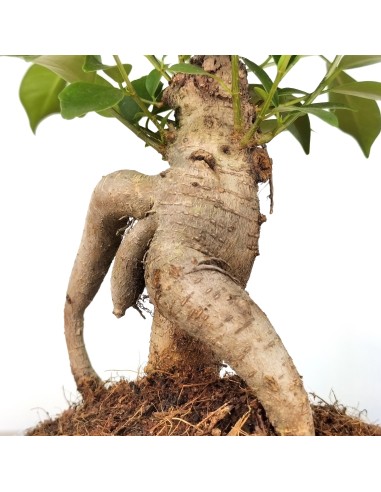 Ficus ginseng (test 8 cm Ø)