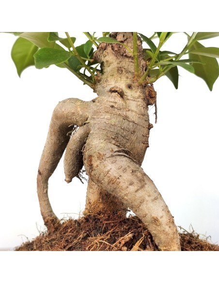 Ficus ginseng (test 8 cm Ø)