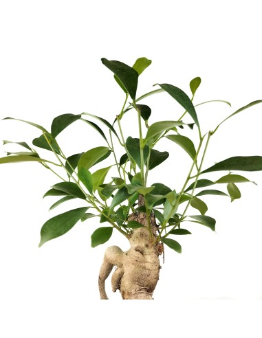 Ficus Ginseng (pot 8 cm Ø).