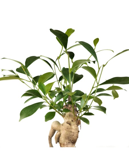 Ficus Ginseng (pot 8 cm Ø).