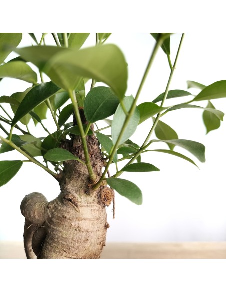 Ficus ginseng (test 8 cm Ø)