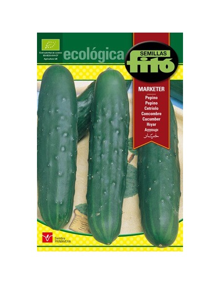 Graine de concombre vert biologique