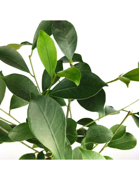 Ficus Ginseng (pot 8 cm Ø).