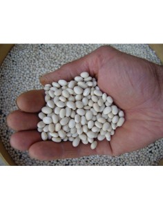 Graines de Laitue Morella (bio)