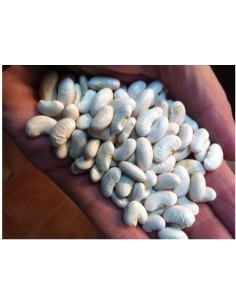 Graines de Laitue Morella (bio)