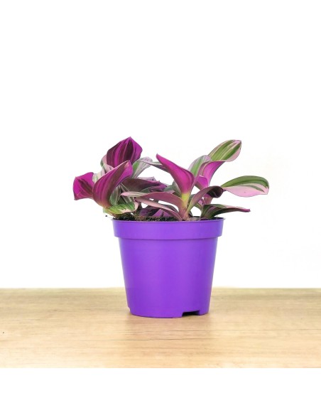 Tradescantia Nanouk