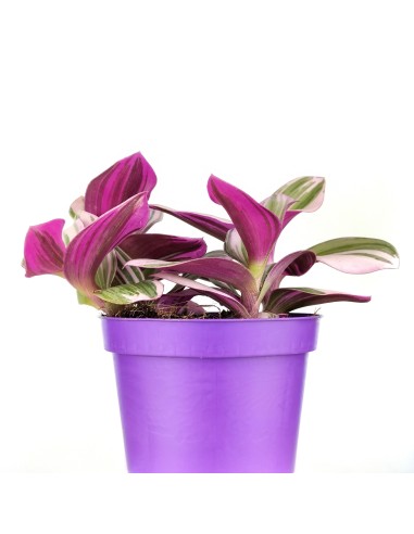 Tradescantia Nanouk