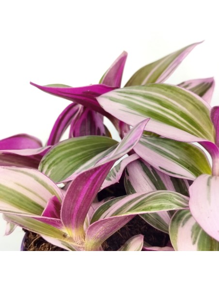 Tradescantia Nanouk