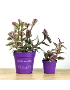 Tradescantia Nanouk