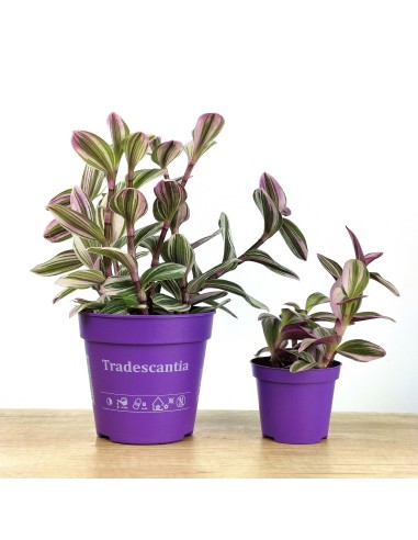 Tradescantia Nanouk