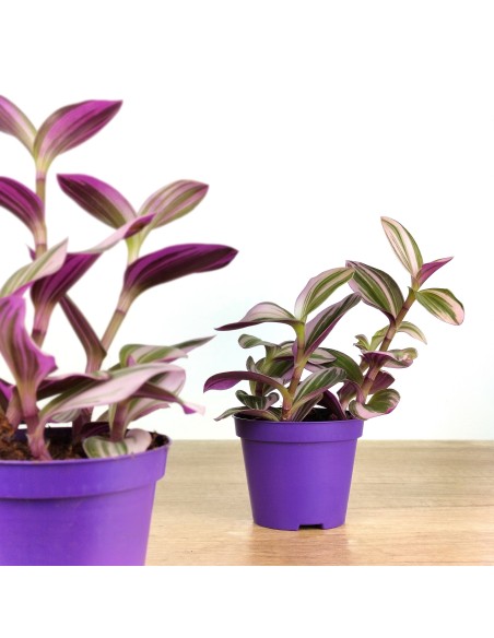 Tradescantia Nanouk