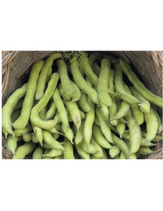 Graines de haricots du ganxet (bio)