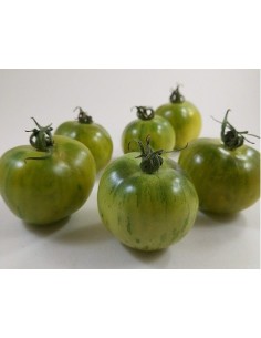 Graines de Tomate avoir Mala Cara (bio)