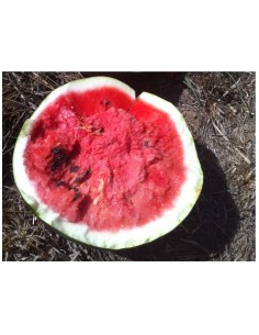 Semilla tomate Colgar Mala Cara (ecológico)