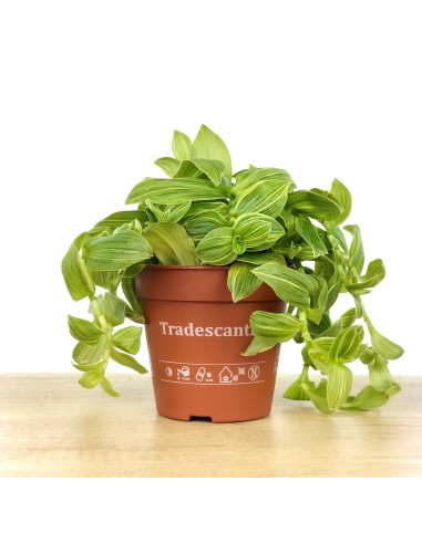 Tradescantia Brightness (vaso 12 cm ø)