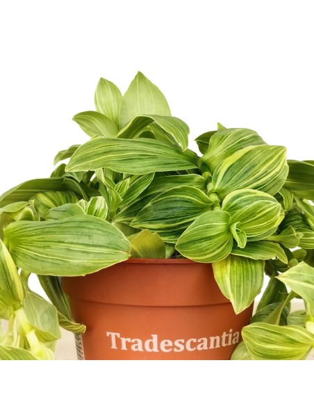 Tradescantia Brightness (vaso 12 cm ø)
