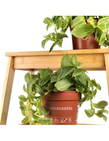 Tradescantia Brightness (vaso 12 cm ø)